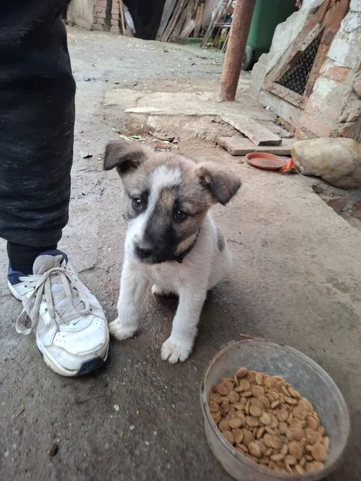 Adopție cățeluşă abandonată