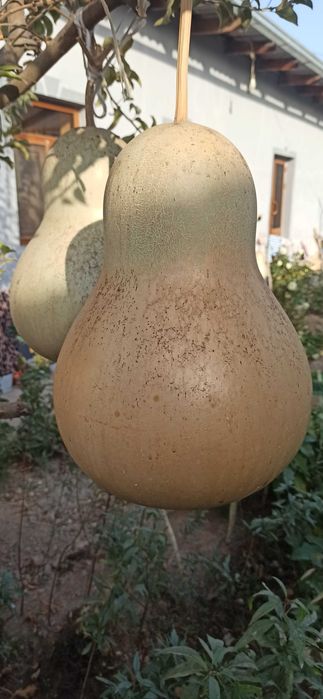 Bedana Qovoq sotiladi qiziqqanlar aloqaga chiqing.