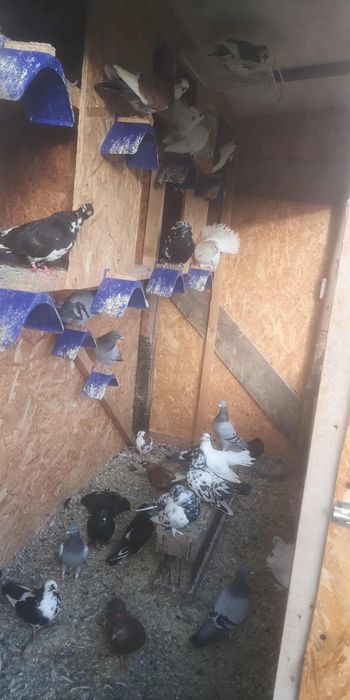 Porumbei de ornament de vânzare