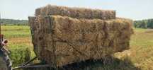Baloti paie triticale