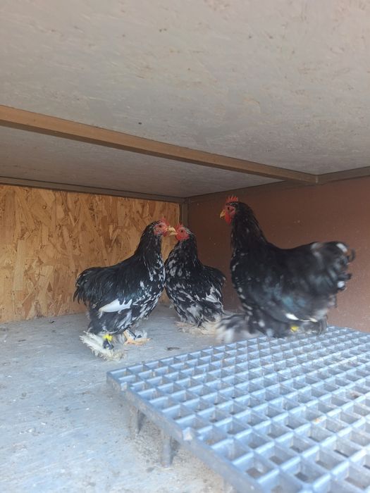 Schimb cocoși conchinchina pitic