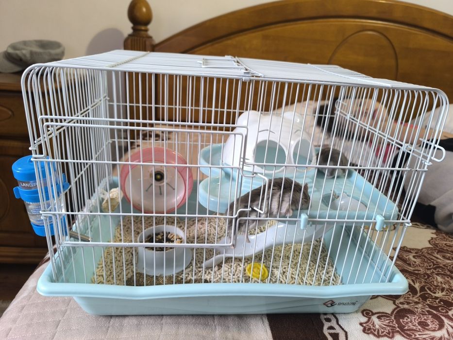 Продаются джунгарские хомяки с клеткой