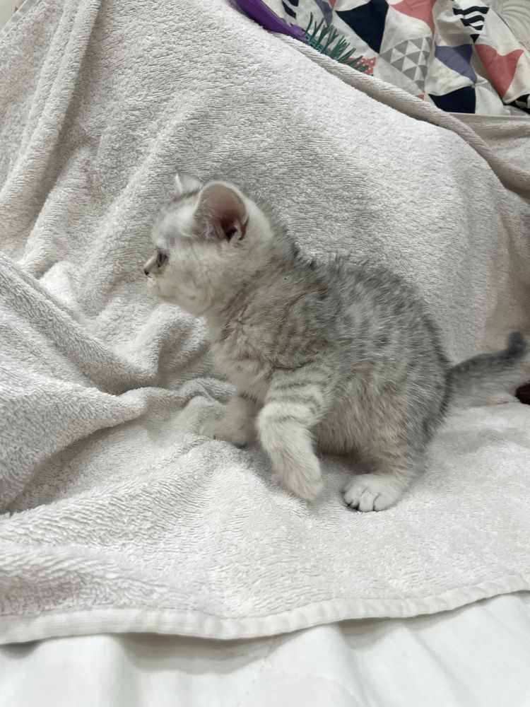 Шотланские котята прямо и вислоухий