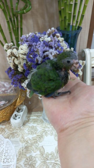 Продаётся птенец Какарика.