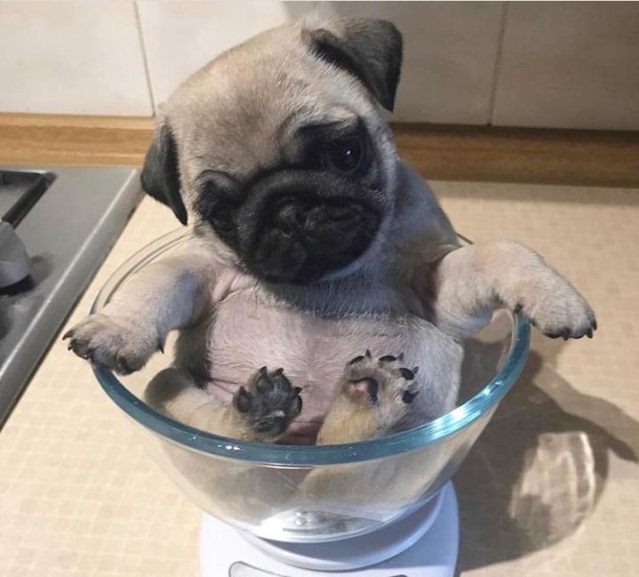 Продам очаровательных щенков Мопса.