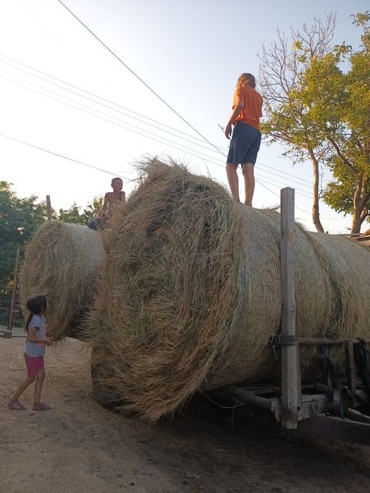 Baloti rotunzi de fan de foarte bună calitate