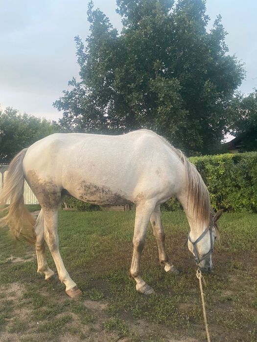 Продаеться лошадь