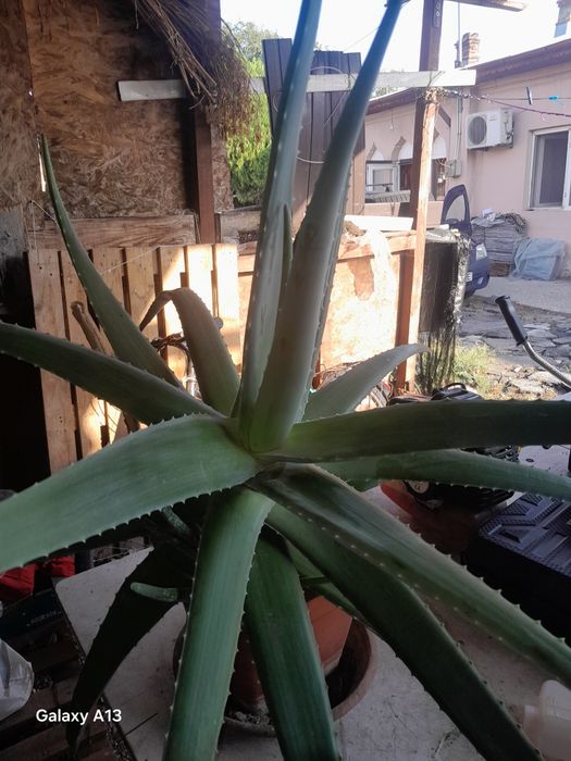De vânzare aloe vera de patru ani are și pui doar cash