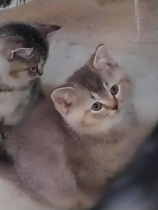 Pisicute puiuti british