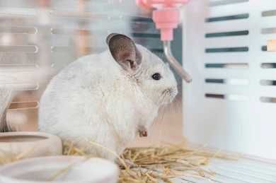 Продава Мини зайчета, Морски свинчета, Хамстери, Мишки, Джербили, Дегу