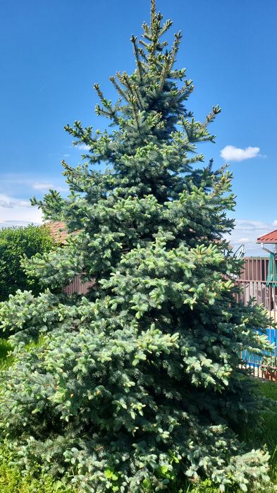 Brad argintiu natural