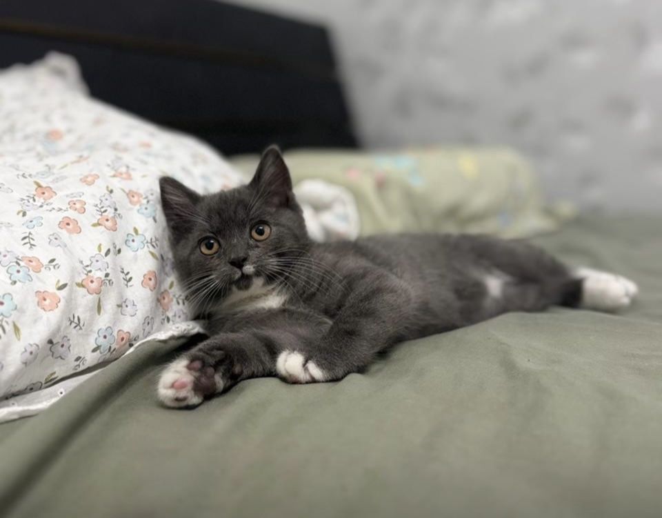 Отдам котят в хорошие руки