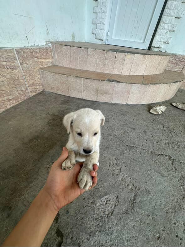 Labrador sotildi