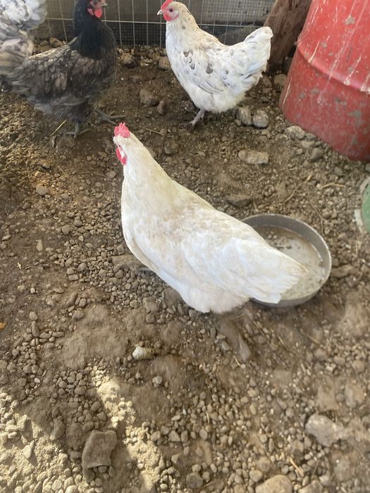 Gaina australorp alba