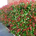 Gard viu 130cm  Photinia Red Robin