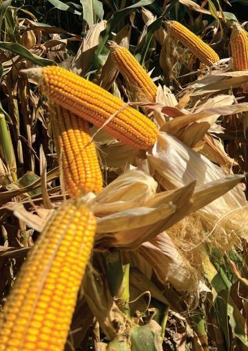 Высокоурожайные гибриды кукурузы из каталога США, Европы в Узбекистане