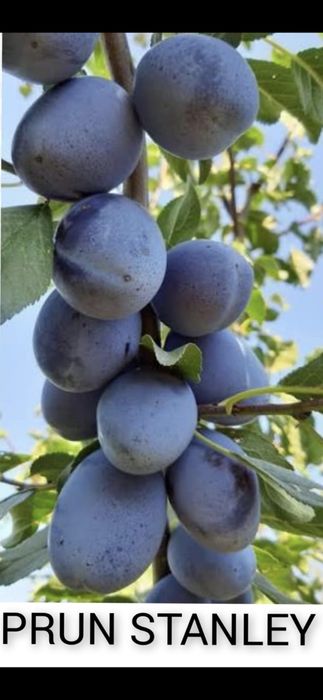 Pomii Fructiferi Altoiți Clasici și Columnari anul 3 de vegetație