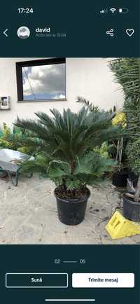 Diferite specii de palmieri