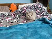 Vand British shorthair