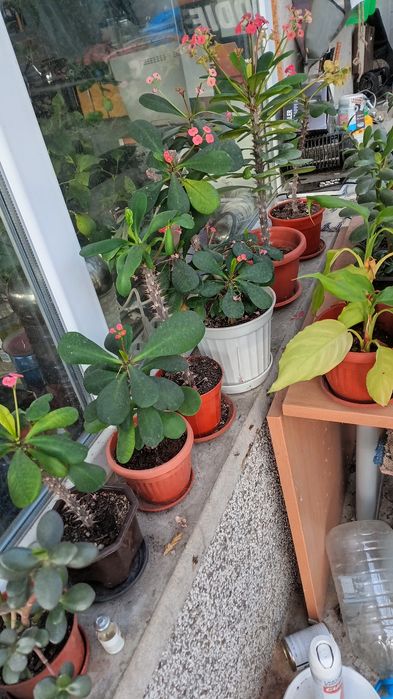 продавам Авокадо, дръвче и други цветя