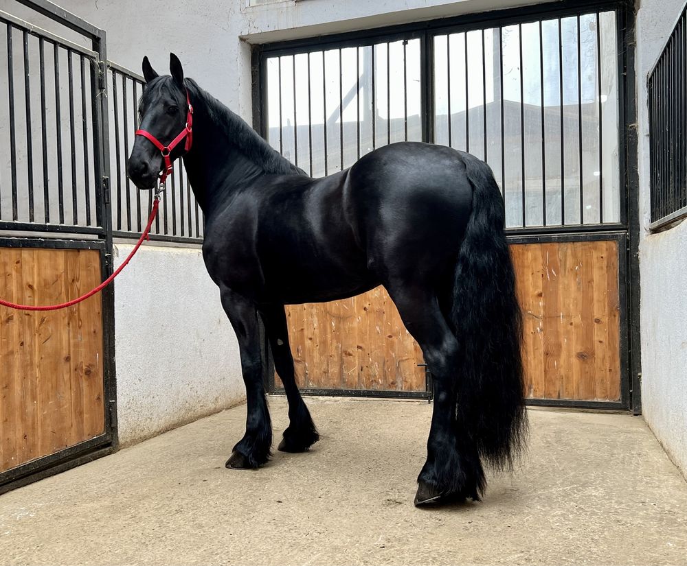 Iapă Friesian echitatie Frizian