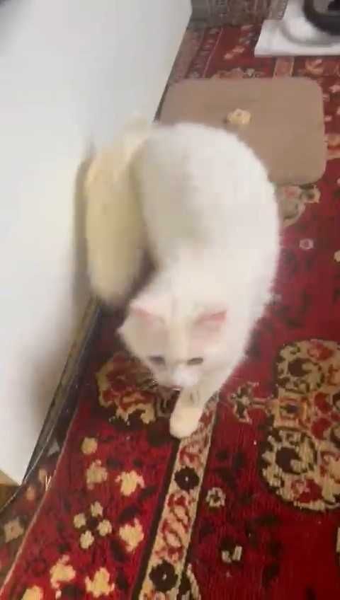 Коты и кошки ПВС (приют для животных) г. Рудного ждут любящих хозяев!