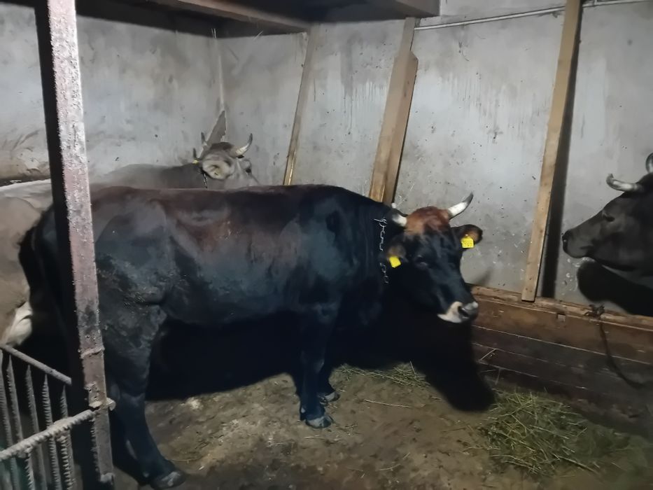 Vaci brune de Maramureș