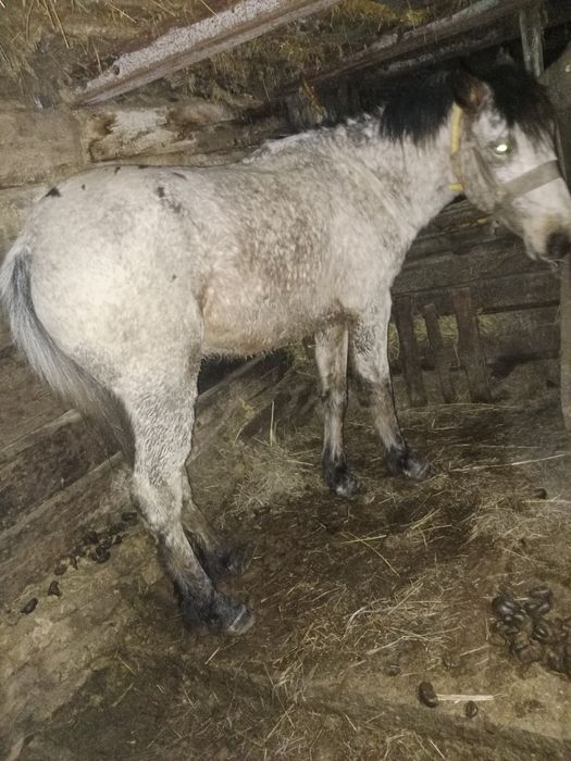 Айғыр сатылады 450000