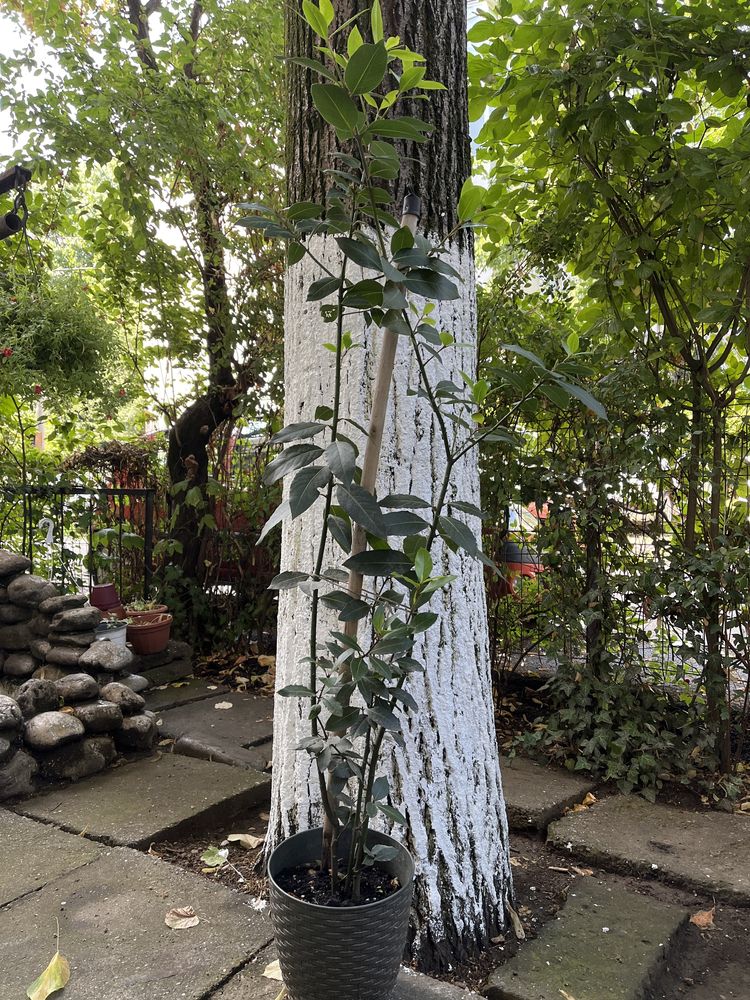 Planta Dafin 110 cm 15 ani