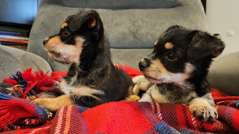 Pui metis pinscher pitic