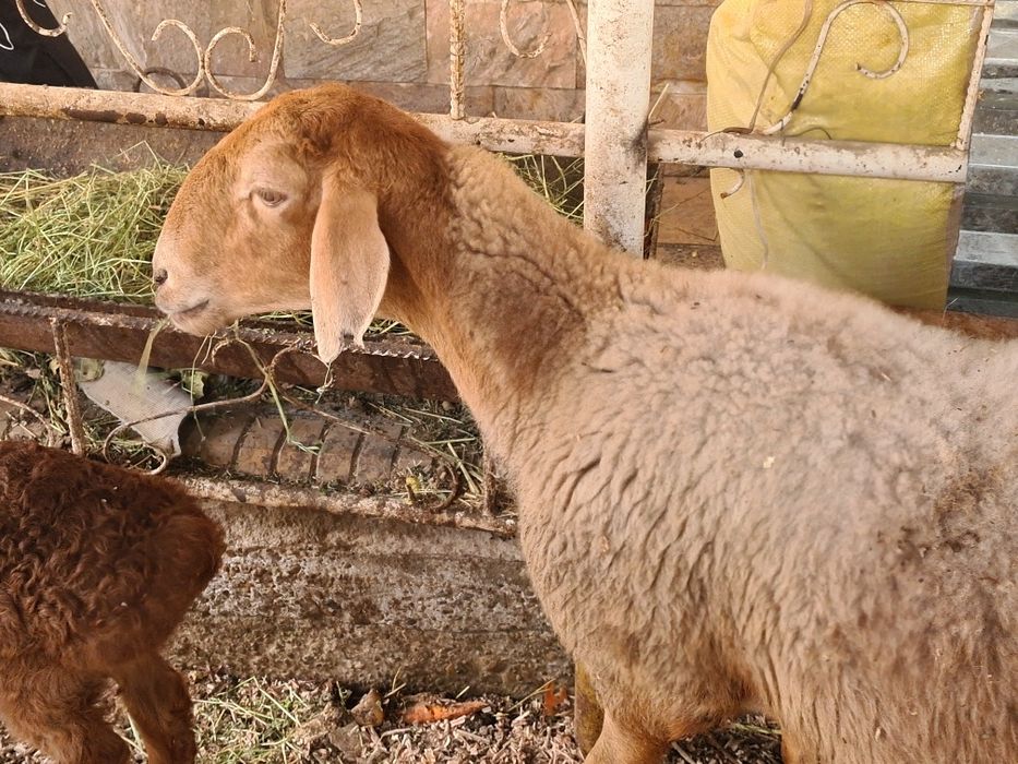 Ona bacha arashan tez sotiladi  bachaso tagalcha
