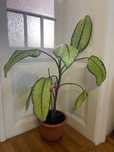 Ghiveci cu plantă naturală Dieffenbachia