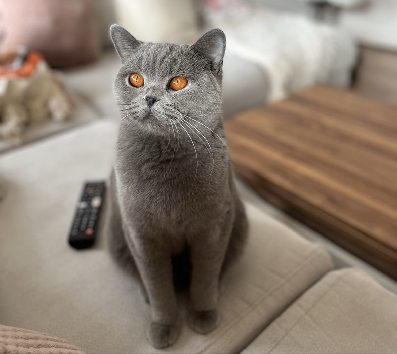 Pisica British Shorthair Blue adulta