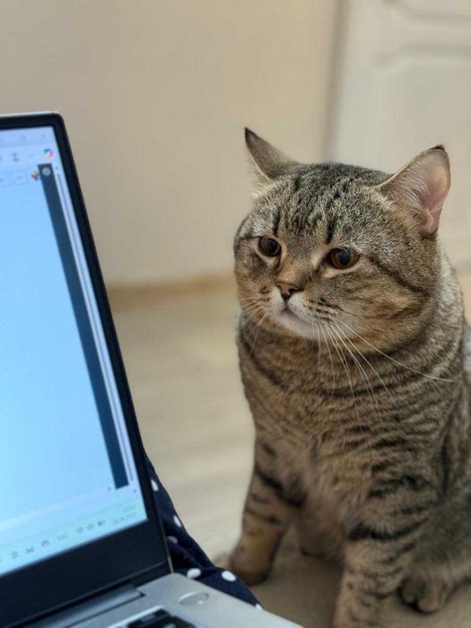 Отдам даром кота