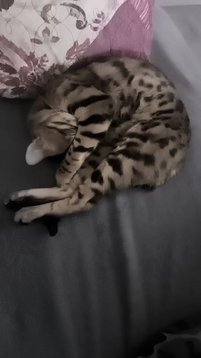 Пропал кот ... Бенгал ,мальчик.