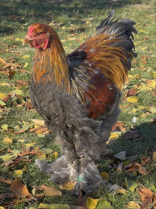 Pereche brahma potarnichiu albastru