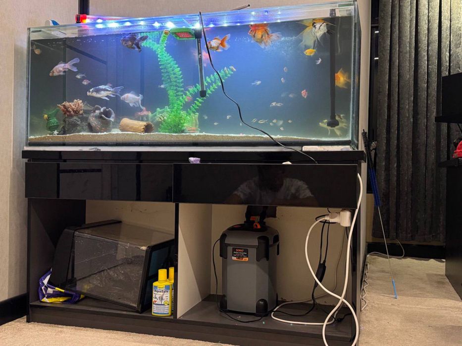 Aquarium Baliqlari bilan