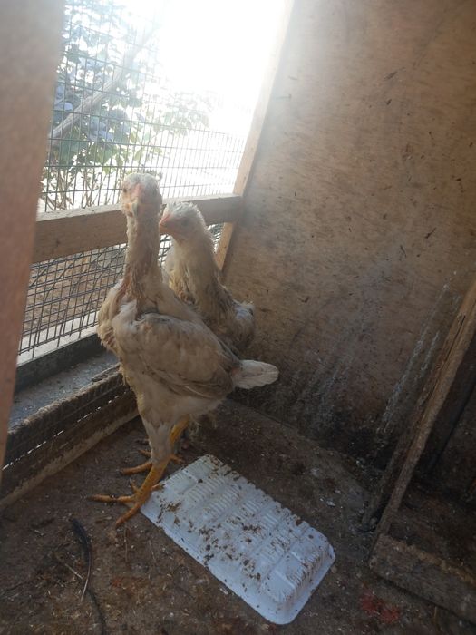 Tuvuqlar sotiladi kataki bilan birga