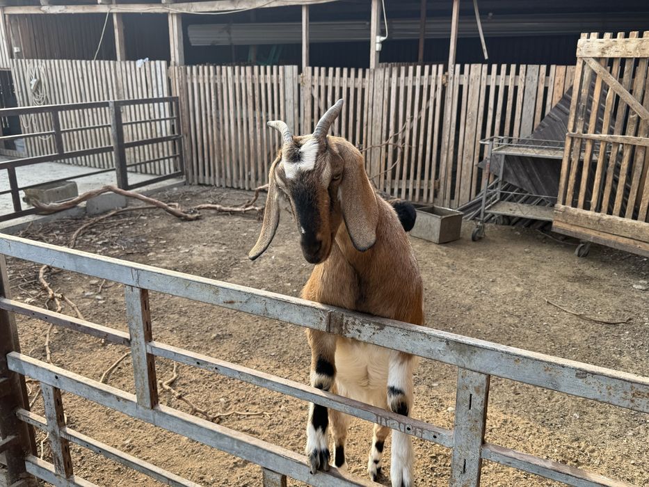 Англонуб ешки шибиш