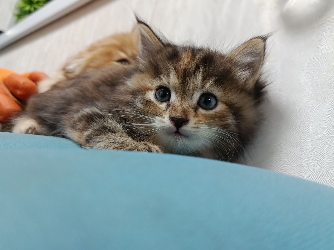 Продам котят в хорошие руки