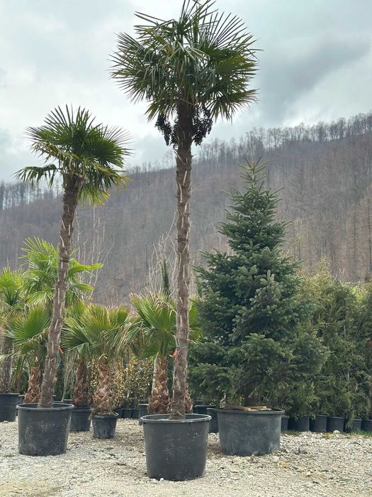 Brad normandian, Maslin Bonsai , palmier Washingtonia la oferta