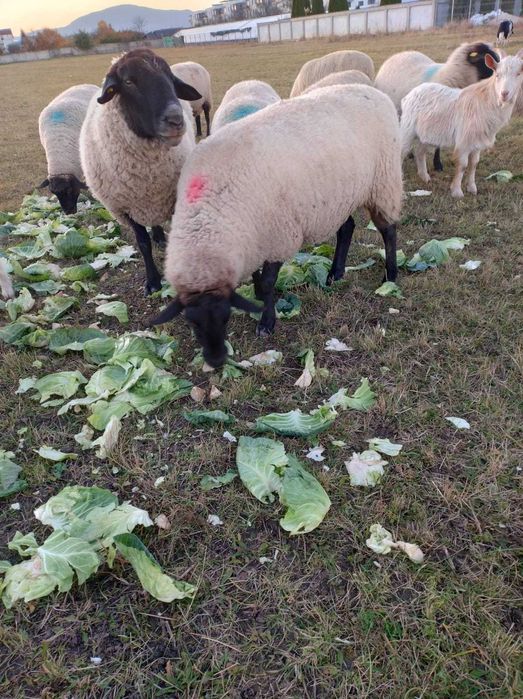 Vand  patru oi si un berbec metis - sufolk sarbesc.