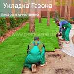 УКЛАДКА живого Газона быстро и качественно и также посевной газон