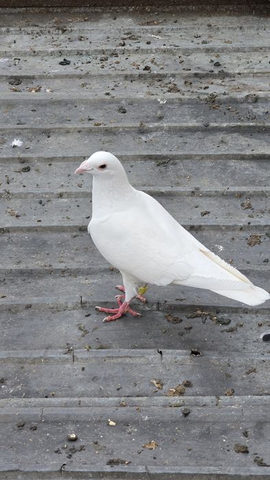 Porumbei voiajori