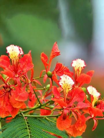 Copacul Flacara cu Flori de foc