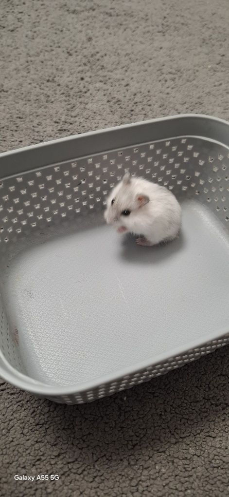 Pui hamsteri pitic 30 lei