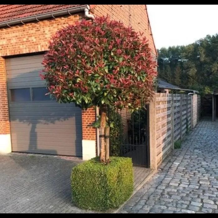 Photinia Globulara la Ghiveci