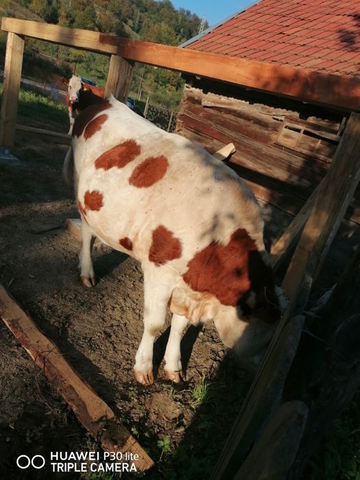 Juninci baltate gestante in 2 luni cu taur angus