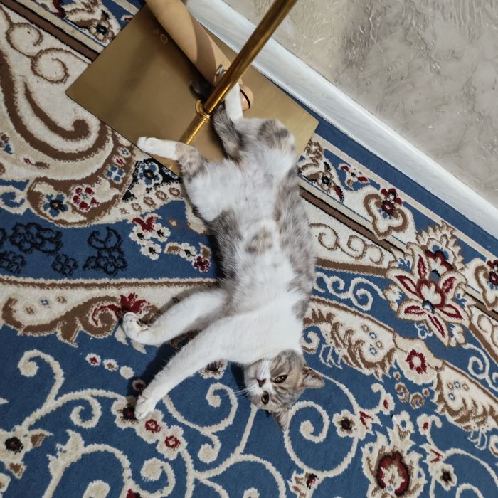 Отдам кошечку британку