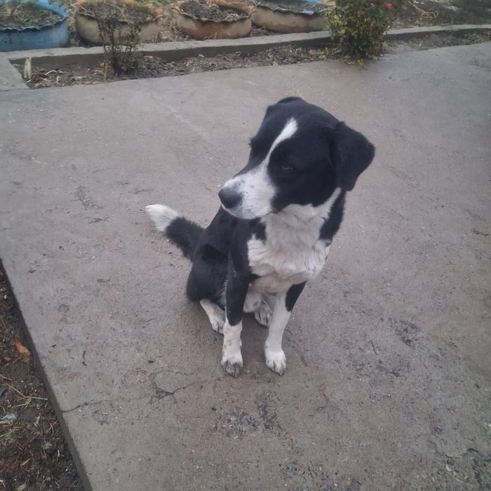 Итті тегін беремін